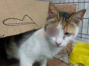 Şüpheli paketten kedi çıktı