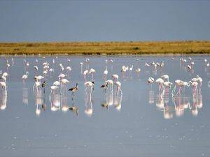 Flamingolara 'devlet' koruması