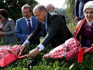 Cumhurbaşkanı Erdoğan Rize'de çay hasadı yaptı