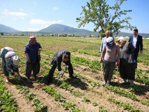 Belediye Başkanı tarlada çapa yaptı