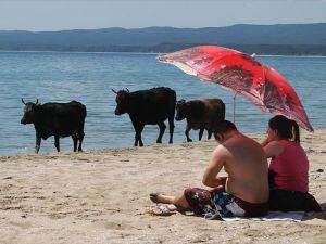 Merada otlayan inekler plajda denize giriyor
