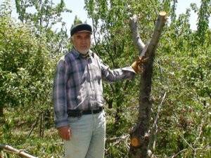 Kiraz ağaçlarını kesiyorlar
