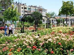 Kültürpark Gülbahçe'de güllerin ahengi