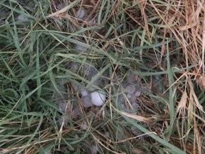 Ereğli'de yağan dolu ekinlere zarar verdi