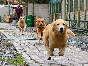 ABD'de 310 köpekli çift gözaltına alındı
