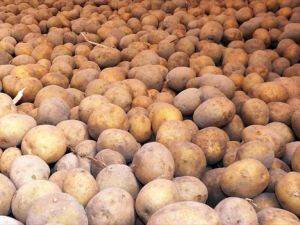Patates Tarlada 25 Kuruş, Pazarda 1,5 Lira