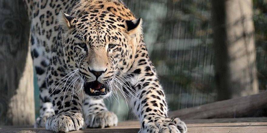 Hindistan'da Otel Odasına Giren Leopar Korkuttu