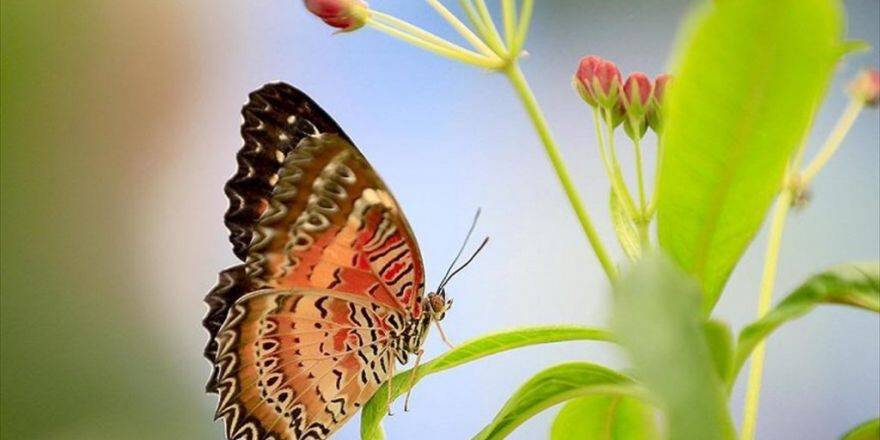 3 Haftalık Ömürleri Turizme Hizmetle Geçiyor