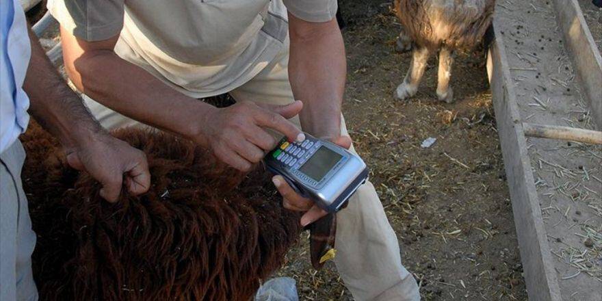 'Krediyle Kurban Kesmek Doğru Değil'