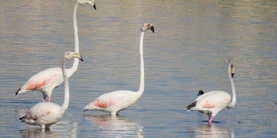 Flamingolar Beyşehir Gölü'nde Mola Verdi