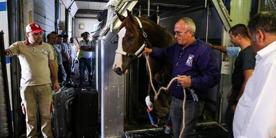 Milyon Dolarlık Yarış Atları İstanbul'a Getirildi