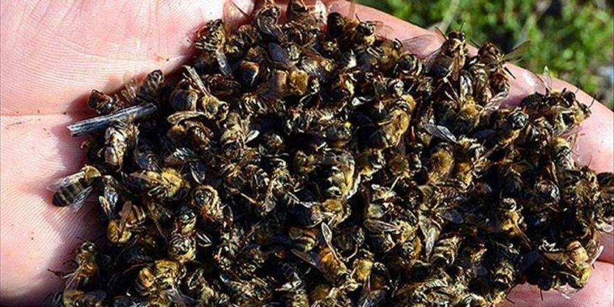 Zika Paniği Nedeniyle Milyonlarca Bal Arısı Öldürüldü