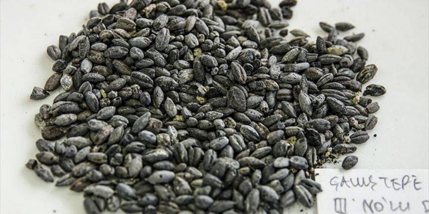 2 Bin 800 Yıllık Buğdayları Yeniden Yeşertme Umudu