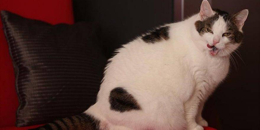 11 Kiloluk Kedi Diyetle Zayıflayacak