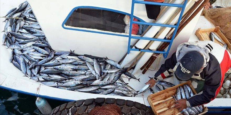 Karadeniz'de Palamut Bolluğu