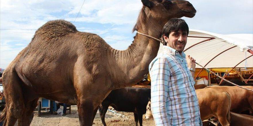 Kurban Pazarındaki 'Haydar' İsimli Deveye Büyük İlgi