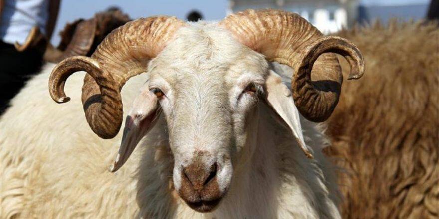 'Kurban Dağıtımında Din Ayrımı Yapılmaz'