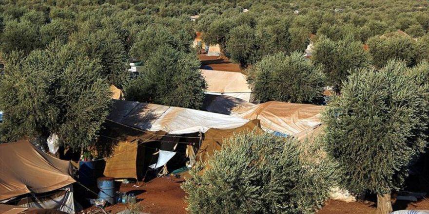 Barışın Simgesi Zeytin Dalları Suriyelileri Koruyor