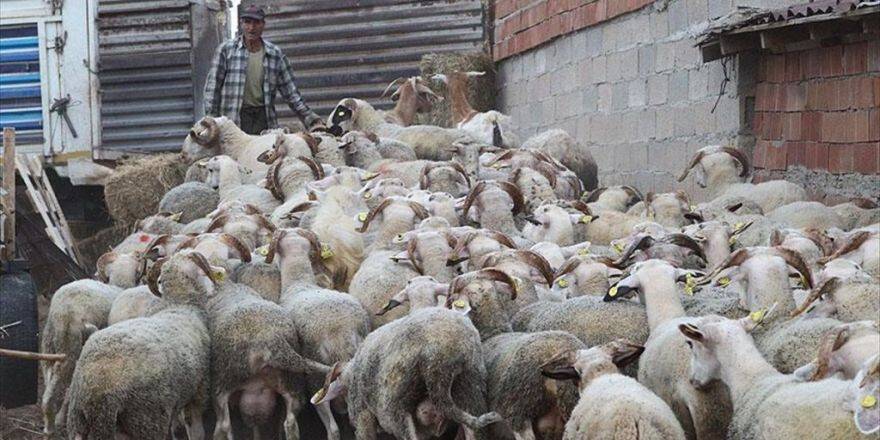 İstanbul'un Kurbanlık İhtiyacını Trakya Karşılıyor