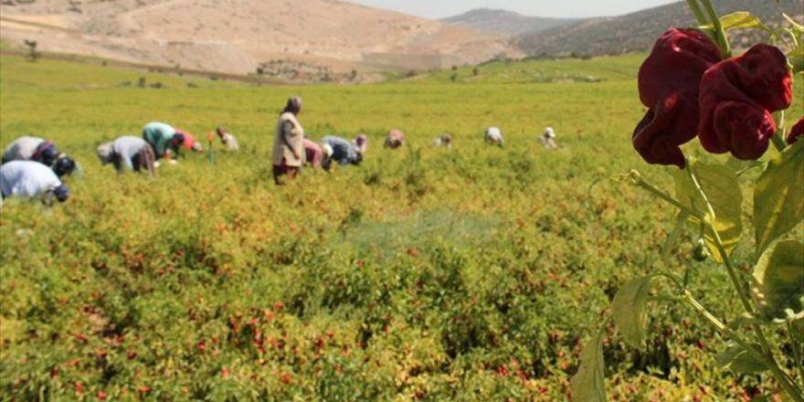 Sınır Hattında Hasat Kardeşliği