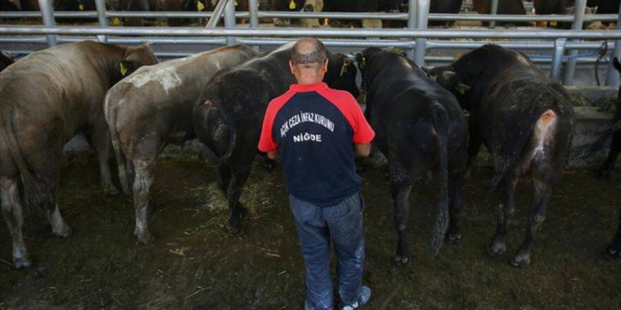 Cezaevinde Yetişen Kurbanlıklar Yok Sattı