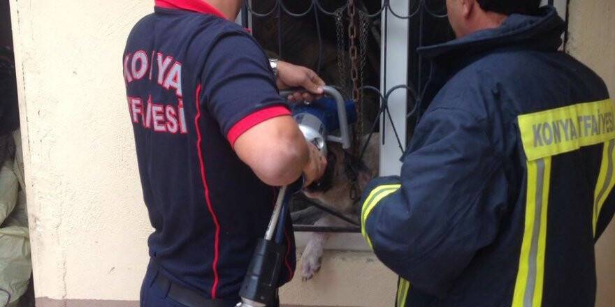 Kafası pencere demirine sıkışan köpek kurtarıldı