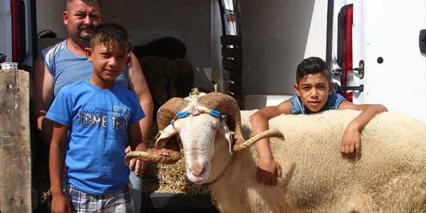 Kurbanlık Pazarının Gözdesi 'Gırbiş'