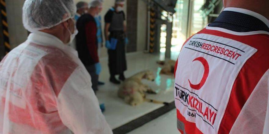 Türk Kızılayı 80 Bin Hisse Kurban Kesti