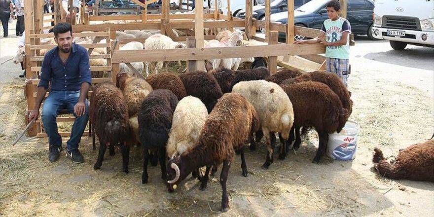 Satılamayan Kurbanlıkları Esk Alacak
