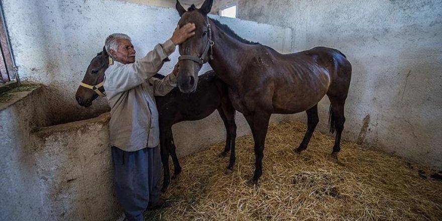 Şampiyon Atlar Suriyeli Seyise Emanet