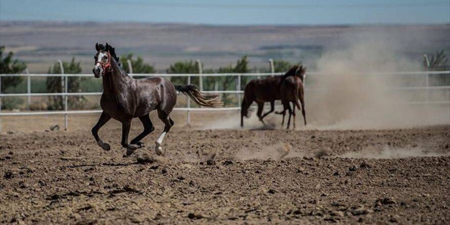 Safkan Arap Atları Suruç Ovası'nda Yetişiyor