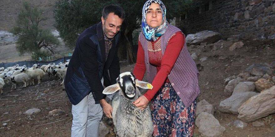 Erzurum'da Çalınan Kuzularını Tesadüfen Bingöl'de Buldu
