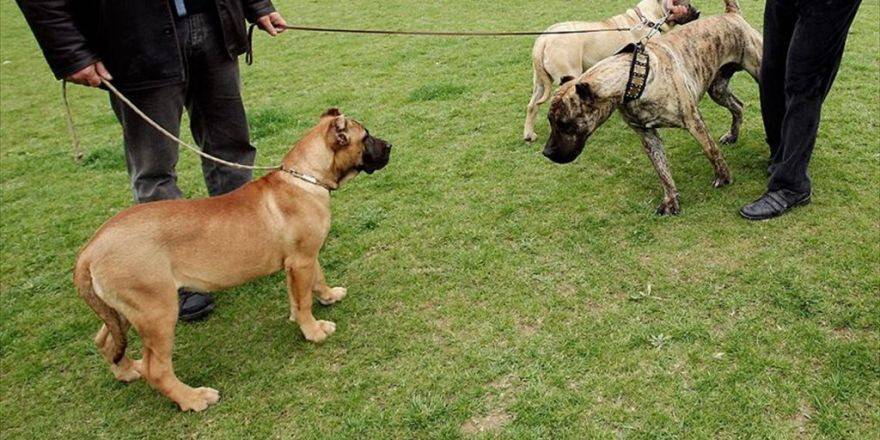 Tehlikeli Köpek Besleyene 16 Bin Lira Ceza