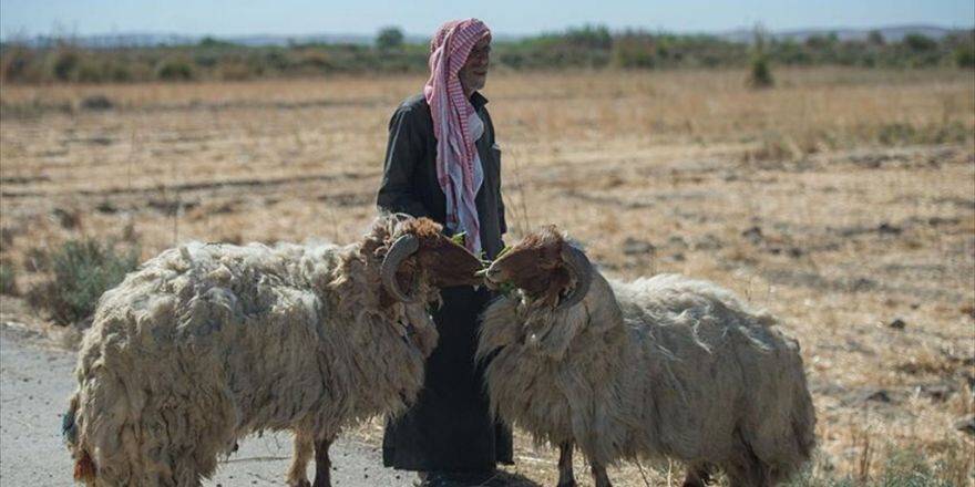 'Fırat Kalkanı Harekatı' Suriyeli Çobanlara Da Nefes Aldırdı