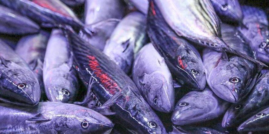 Bir Ayda Geçen Sezondan 20 Kat Fazla Palamut Avlandı