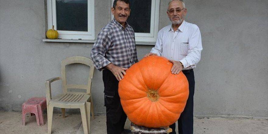 90 Kilogramlık Bal Kabağı Yetiştirdi