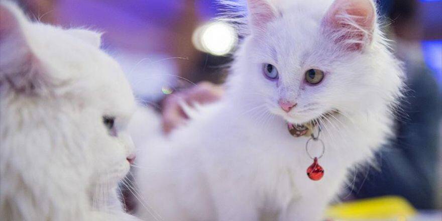 Dünya'nın En Özel Kedi Irkları İstanbul'da Yarışacak