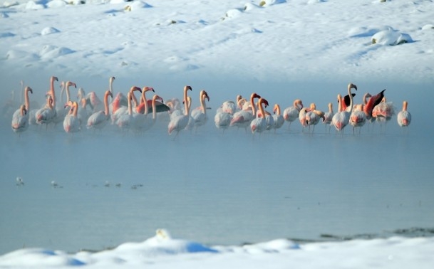 Flamingoların buz göçü 2