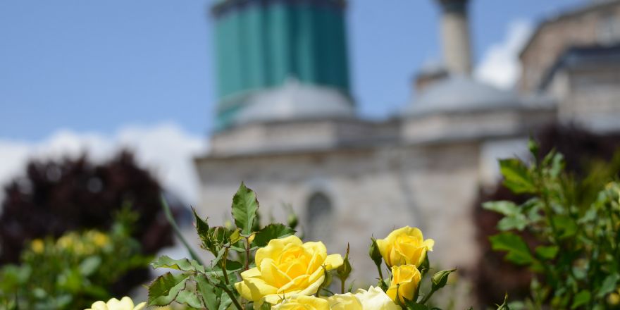 Güller Şehri Konya’da “Gül” Zamanı