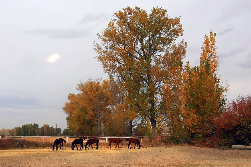Ereğli at çiftliklerinde sonbahar 3