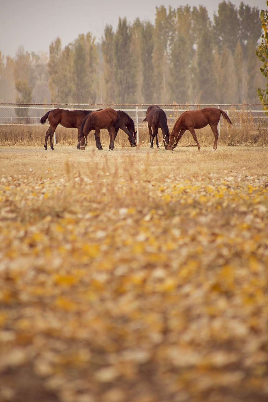 Ereğli at çiftliklerinde sonbahar 4