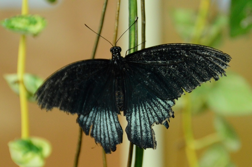 Doğal yaşam alanındaki kelebeklere ziyaretçi akını 5