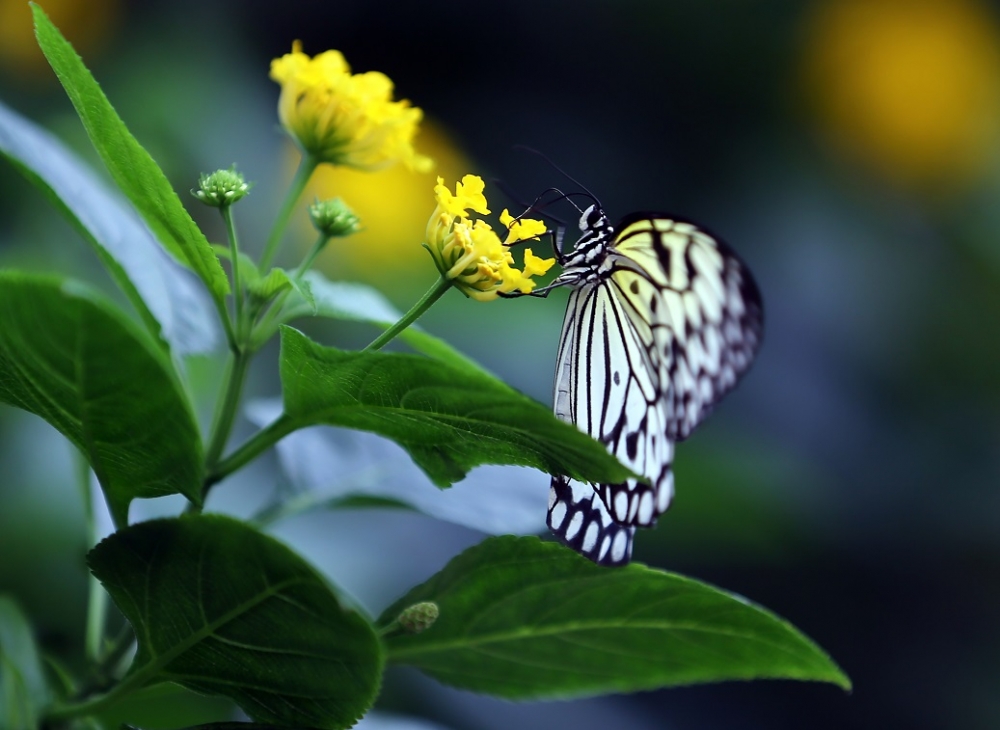 "Aşkın Kanatları" Tropikal Kelebek Bahçesi 10