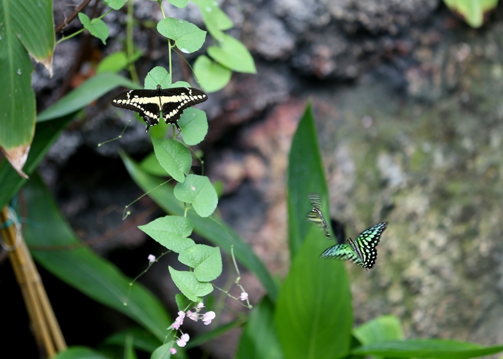"Aşkın Kanatları" Tropikal Kelebek Bahçesi 20