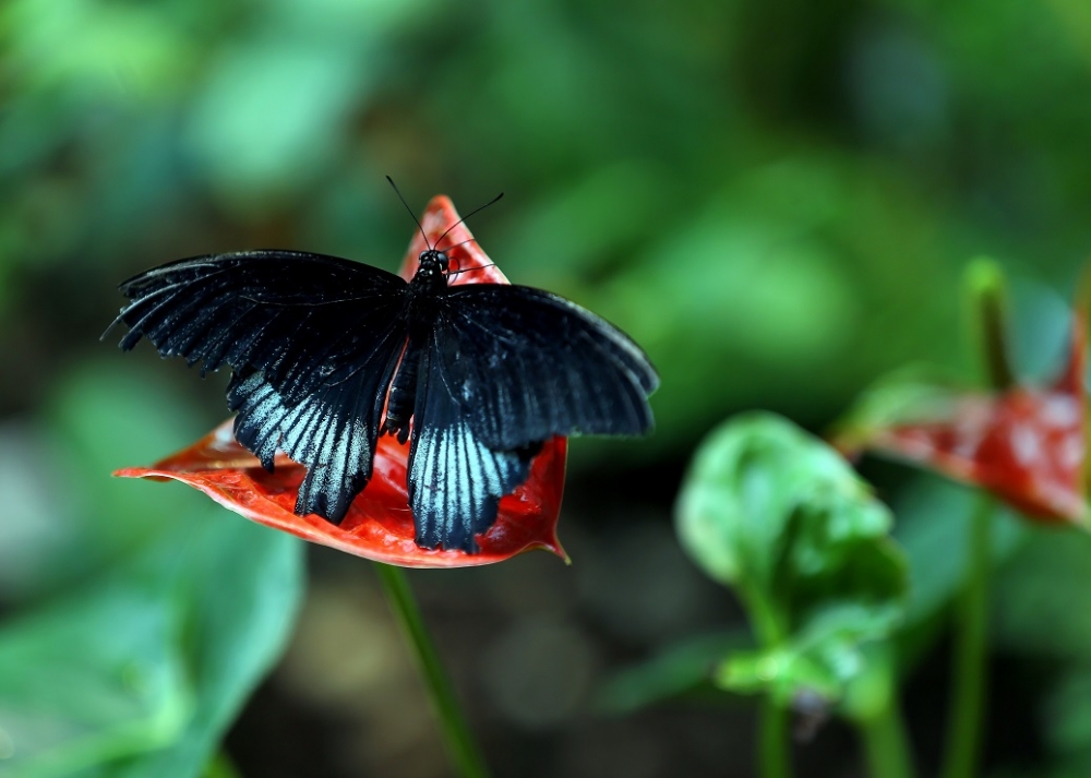 "Aşkın Kanatları" Tropikal Kelebek Bahçesi 4
