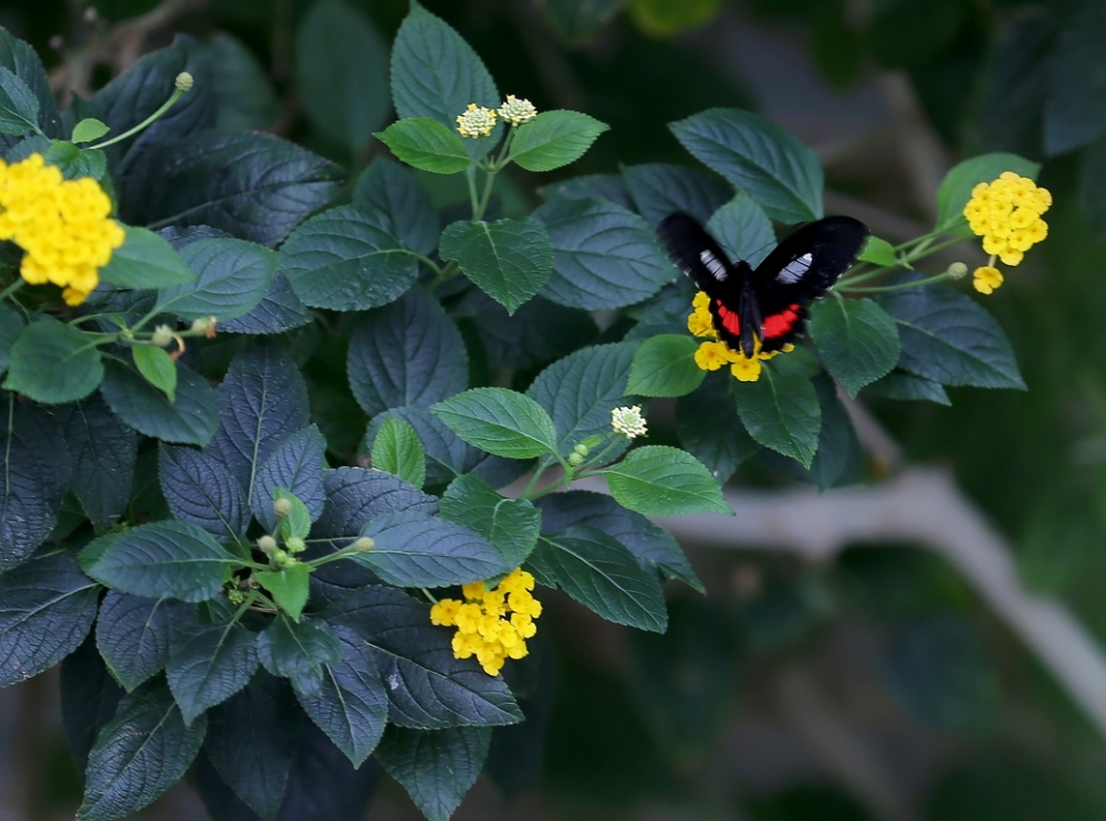 "Aşkın Kanatları" Tropikal Kelebek Bahçesi 7
