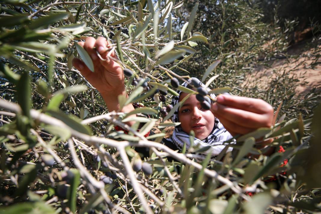 Gazze'li geçlerden zeytin hasadına destek 12