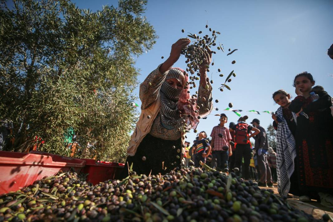 Gazze'li geçlerden zeytin hasadına destek 2