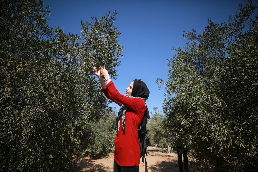 Gazze'li geçlerden zeytin hasadına destek 3