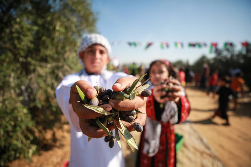Gazze'li geçlerden zeytin hasadına destek 4